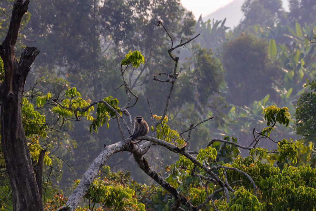 Wildlife encounter on safari
