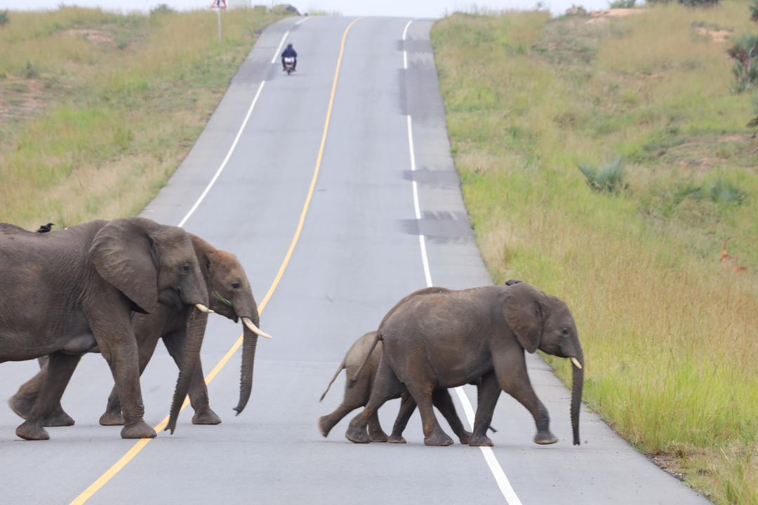 Safari experience highlights