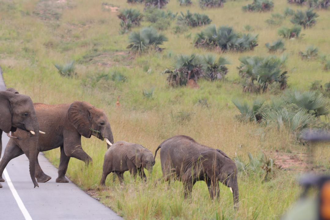 Wildlife photography from safari