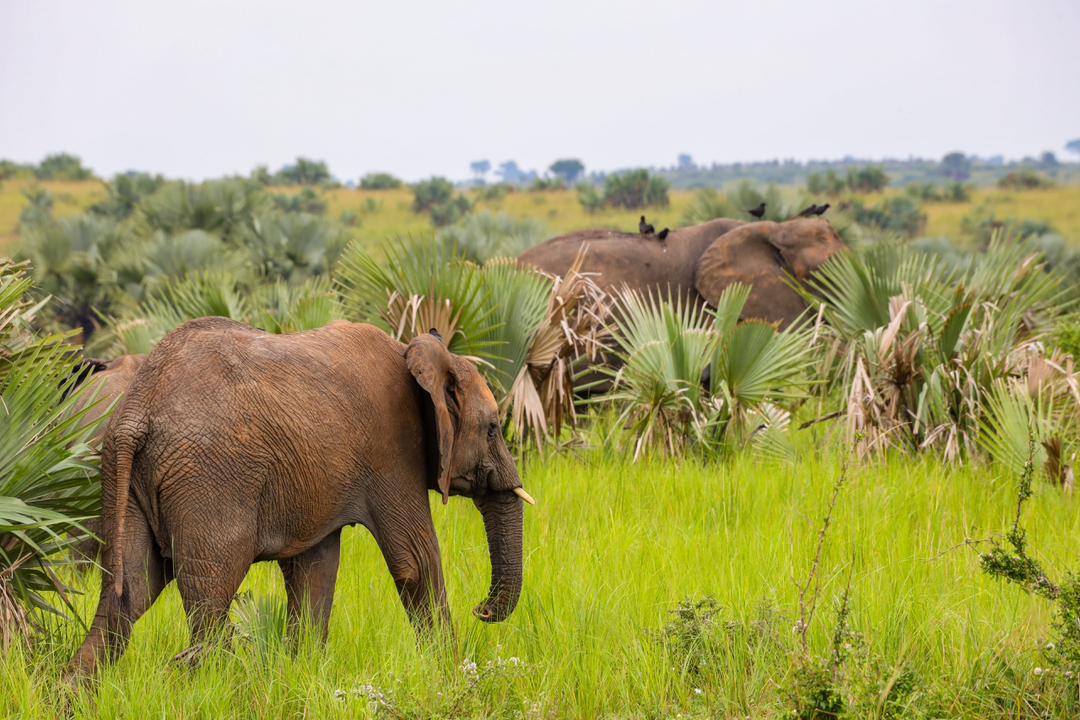 African safari wildlife moments