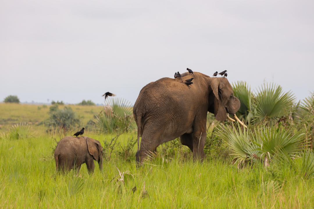 Wildlife encounters on African safari