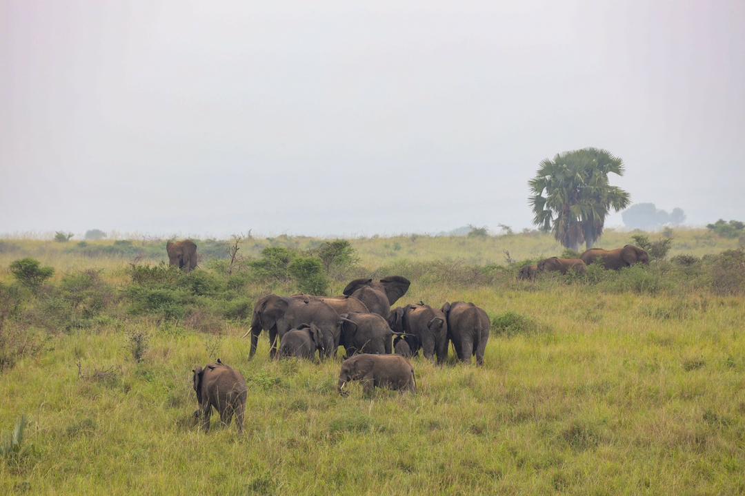 African wildlife photography