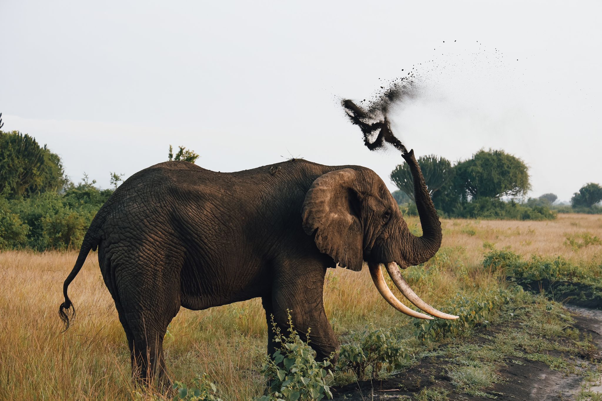 Stunning African wildlife safari