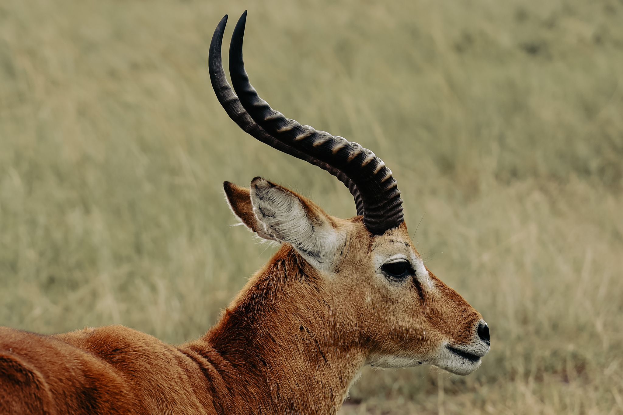 African safari wildlife experience