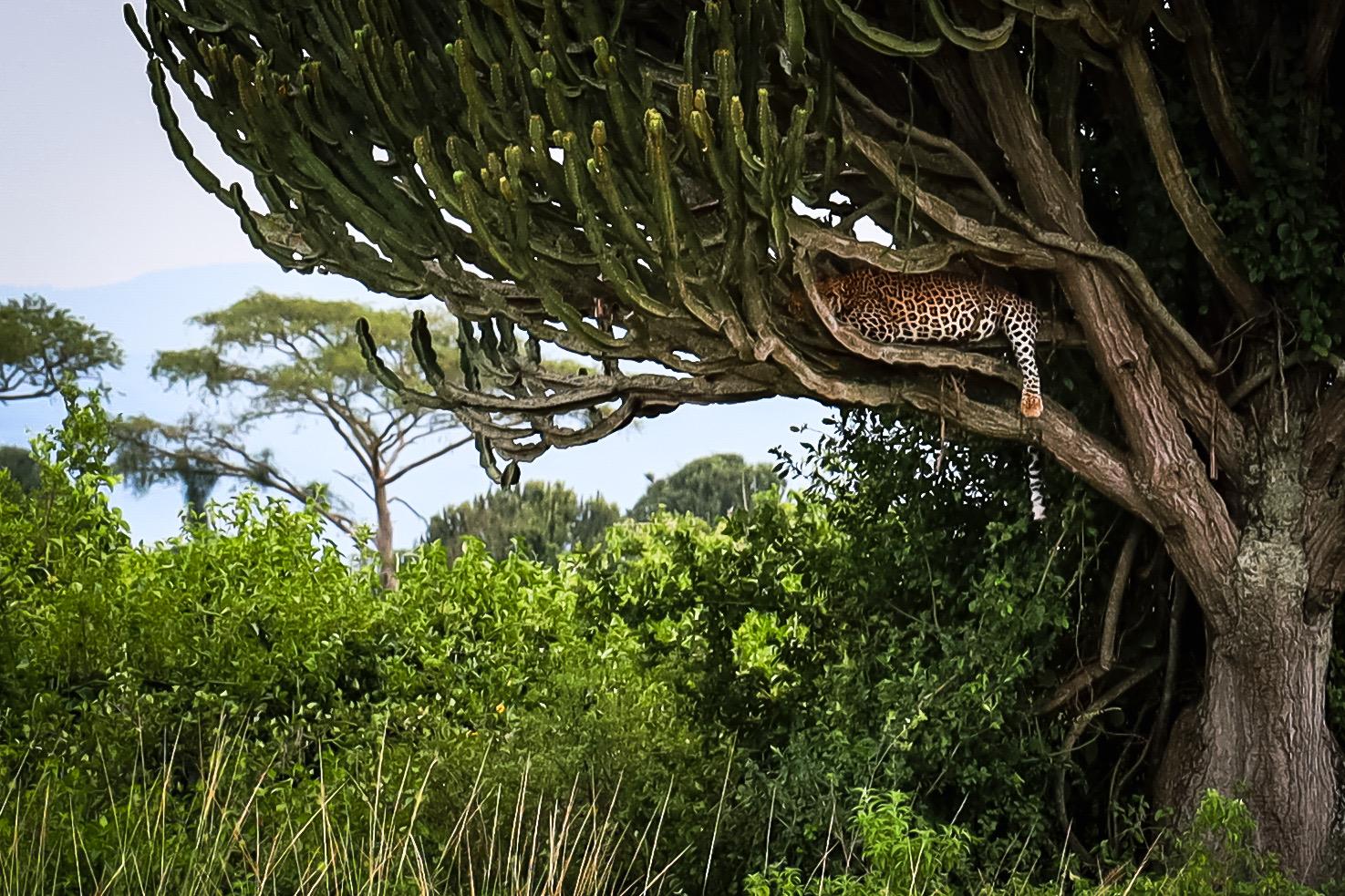 Wildlife photography from African safari
