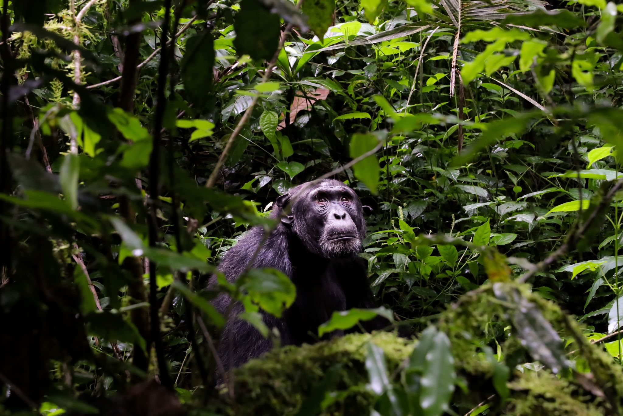 African wildlife in natural environment