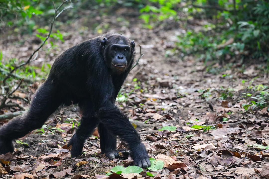 African safari wildlife experience