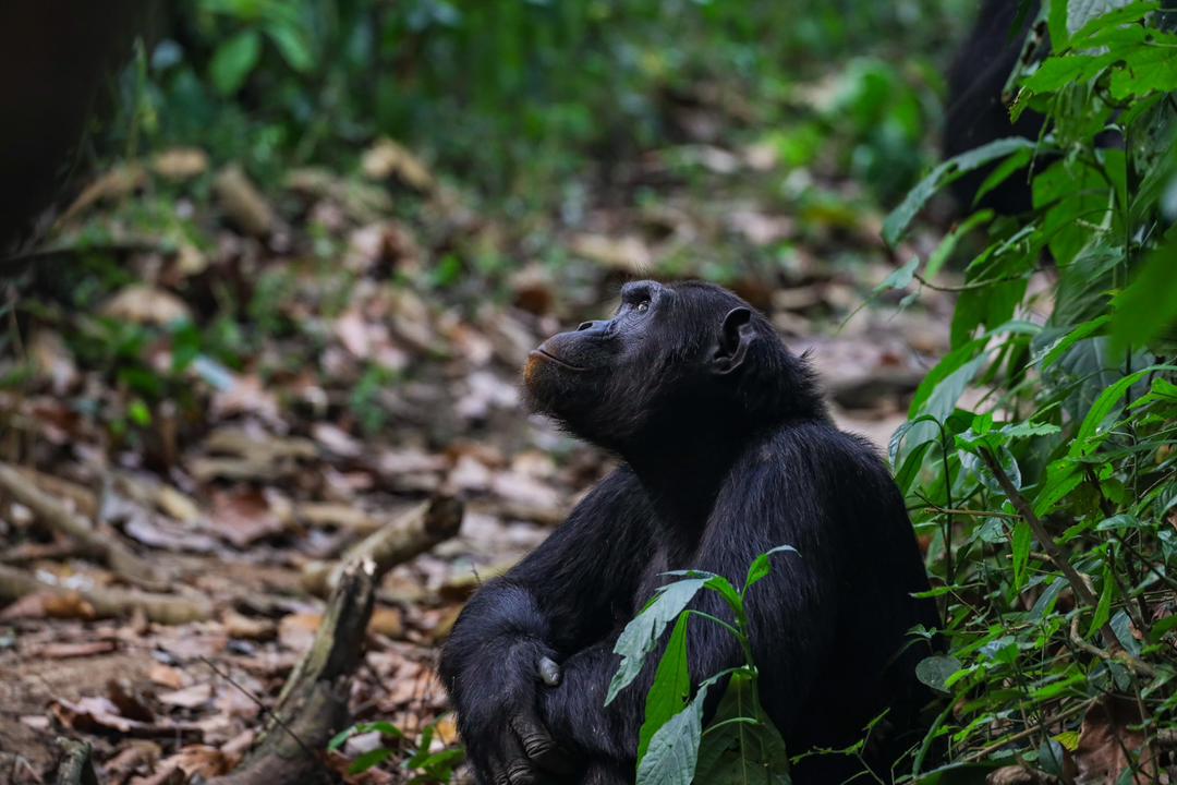 Wildlife photography from African safari