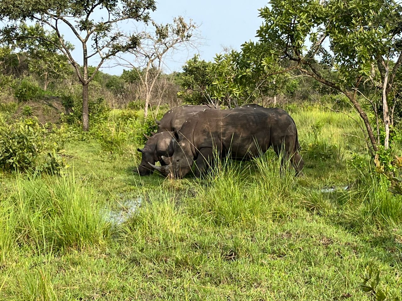 Wild elephant family in their natural habitat